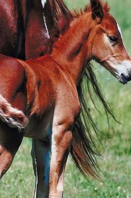 Journal Pinto Mare Foal Equine Horses: (Notebook, Diary, Blank Book)