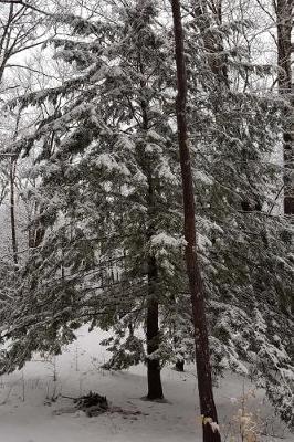 Journal Winter Picture Beautiful: (notebook, Diary, Blank Book)