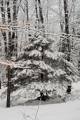 Journal Winter Picture: (Notebook, Diary, Blank Book)