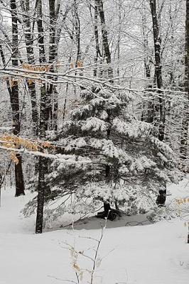 Overcast Afternoon Winter Journal: (Notebook, Diary, Blank Book)