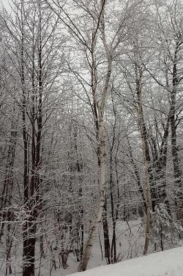 Scenic Winter Photo Journal Woods: (notebook, Diary, Blank Book)