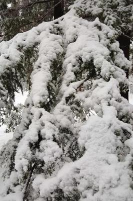 Winter Picture Seasonal Beauty: (notebook, Diary, Blank Book)