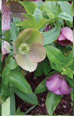 Lenten Rose: Journal
