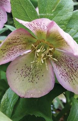 Lenten Rose: Journal