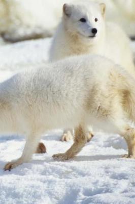 Winter Theme Journal Bears: (Notebook, Diary, Blank Book)