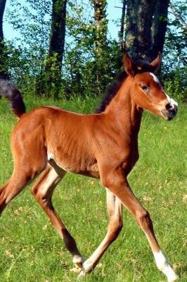 Such an Adorable Brown Colt in a Pasture Horse Journal: 150 Page Lined Notebook/Diary