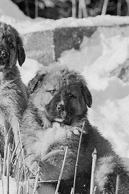 Winter Theme Journal Puppies: (Notebook, Diary, Blank Book)