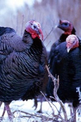 Winter Theme Journal Wild Turkeys: (Notebook, Diary, Blank Book)