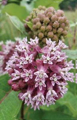 Milkweed: Journal/Planner