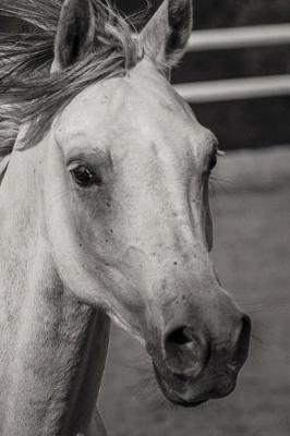 Pure Blood Arab Horses Notebook
