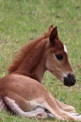Sweetest Little Baby Foal in the Pasture Pet Horse Journal: 150 Page Lined Notebook/Diary