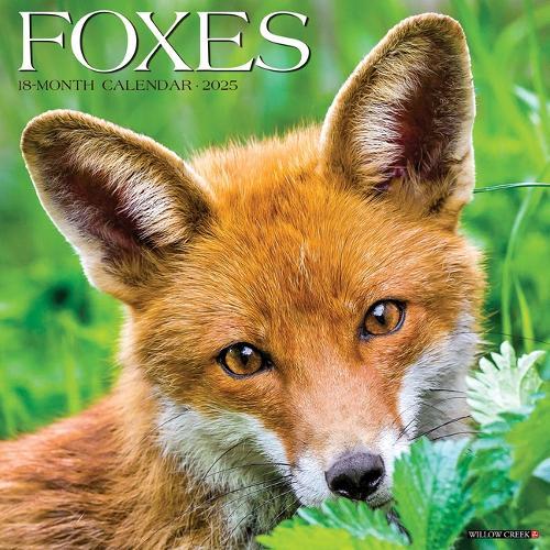 Foxes 2026 12 X 12 Wall Calendar