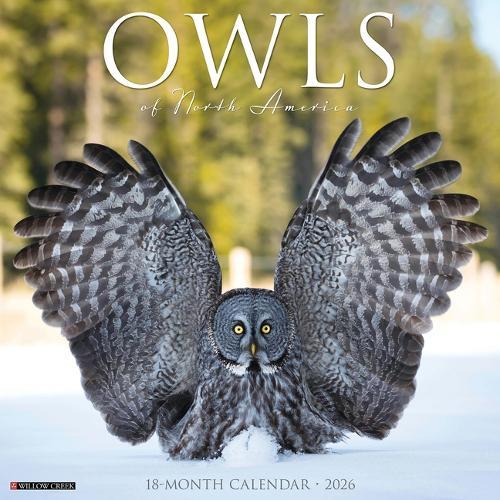 Owls 2026 12 X 12 Wall Calendar