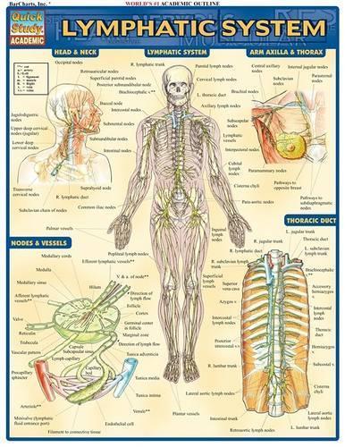 Lymphatic System