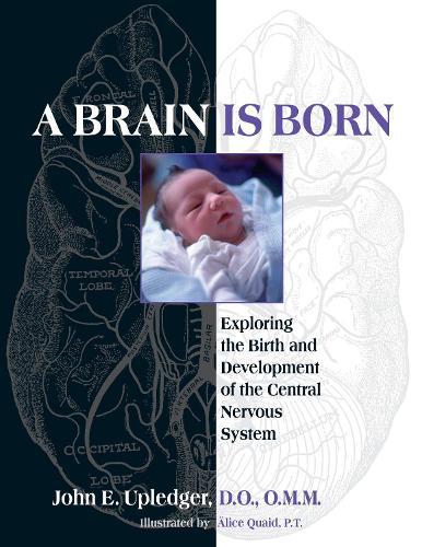 A Brain Is Born: Exploring the Birth and Development of the Central Nervous System