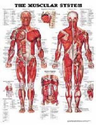 The Muscular System Anatomical Chart