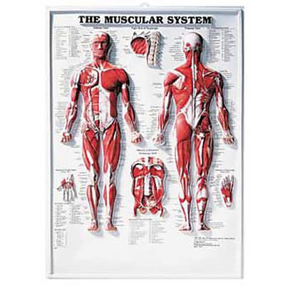 The Muscular System 3D Raised Relief Chart