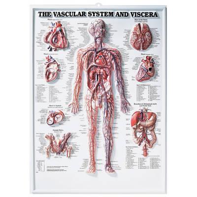 The Vascular System and Viscera 3D Raised Relief Chart