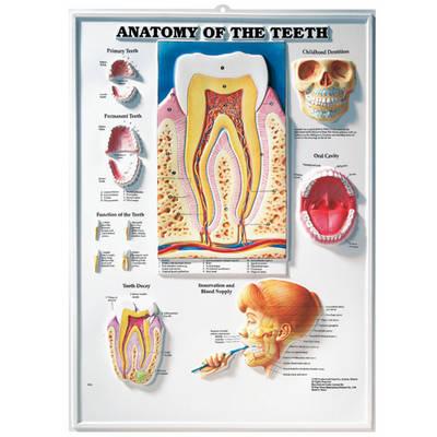 Anatomy of the Teeth