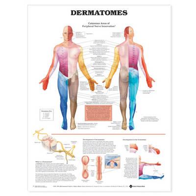 Dermatomes Anatomical Chart