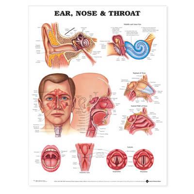 Ear, Nose and Throat Anatomical Chart