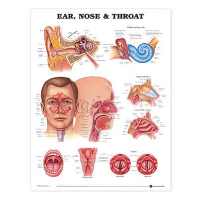 Ear, Nose and Throat Anatomical Chart