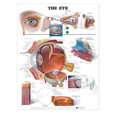 The Eye Anatomical Chart