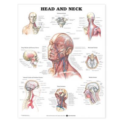 Head and Neck Anatomical Chart