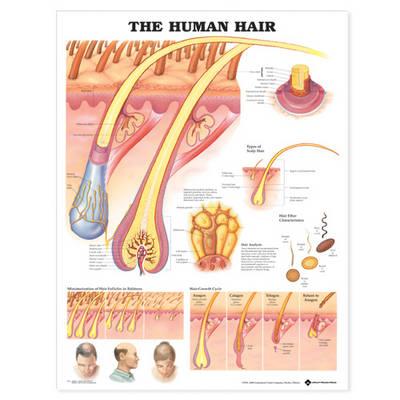 The Human Hair Anatomical Chart