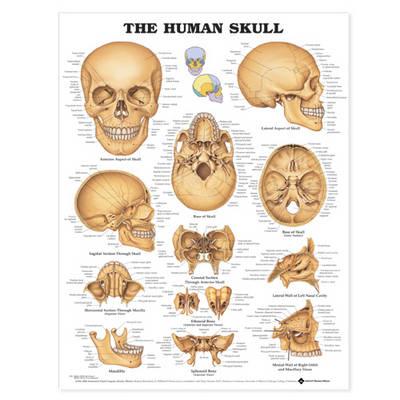 The Human Skull Anatomical Chart