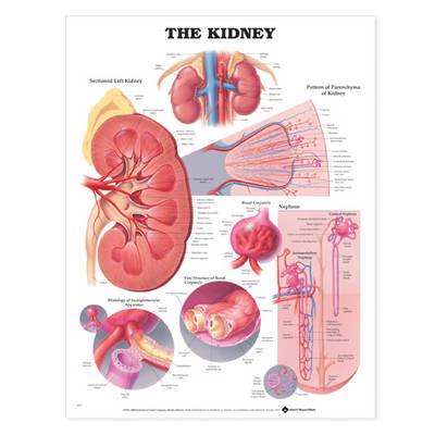 The Kidney Anatomical Chart