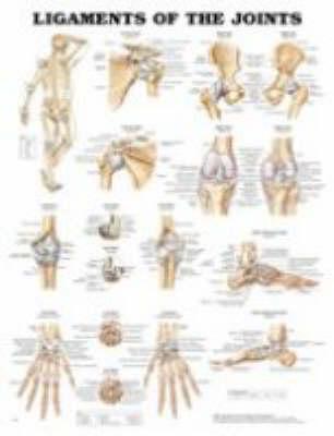 Ligaments of the Joints Anatomical Chart
