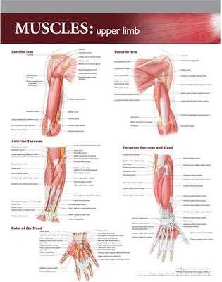 Lippincott Williams & Wilkins Atlas of Anatomy Musculature Chart: Upper Limb