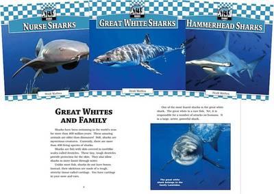 Sharks Set: Great White Sharks / Nurse Sharks / Tiger Sharks / Whale Sharks / Sand Sharks / Hammerhead Sharks