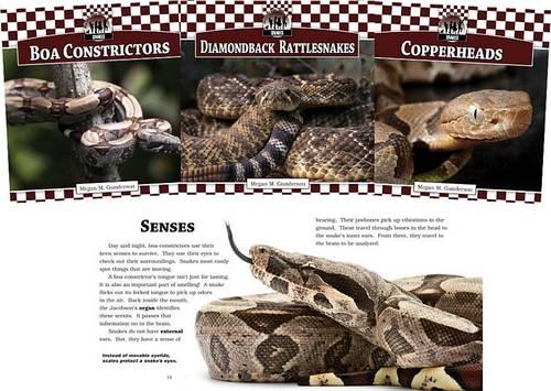 Snakes Set