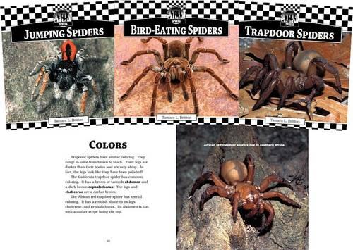Spiders Set