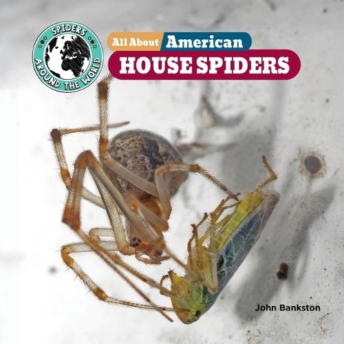 All about American House Spiders