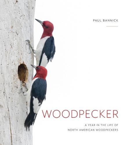 Woodpecker: A Year in the Life of North American Woodpeckers