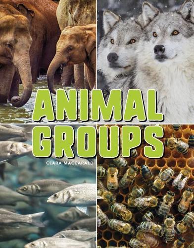 Animal Groups