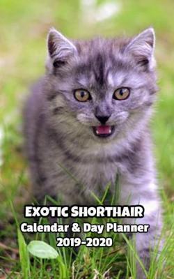 Exotic Shorthair Calendar & Day Planner 2019-2020