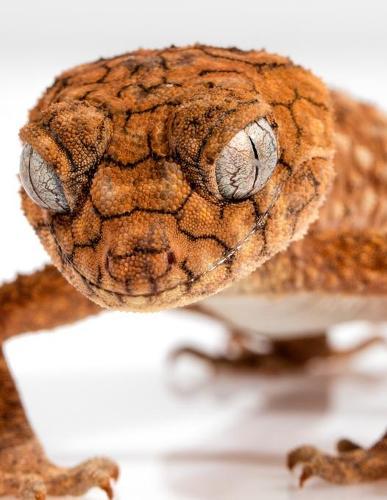 Notebook: rough knob gecko geckos reptile lizard lizards reptiles skin