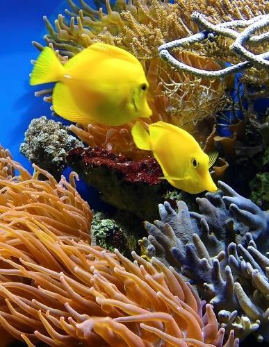 Notebook: Great Barrier Reef North Queensland Australia Australian