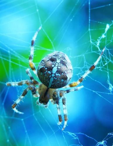 Notebook: Crusader Garden Female Spider Scary Hairy 8.5  x 11  150 Ruled Pages