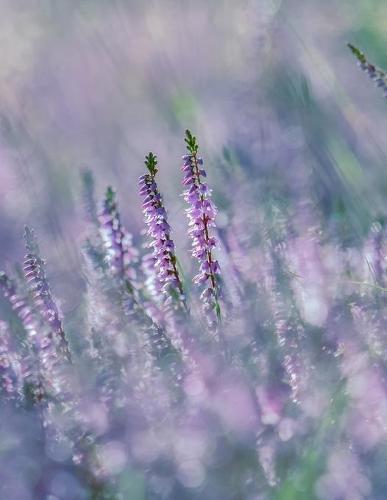 Notebook: Erika Heather flower blossoms bloom purple