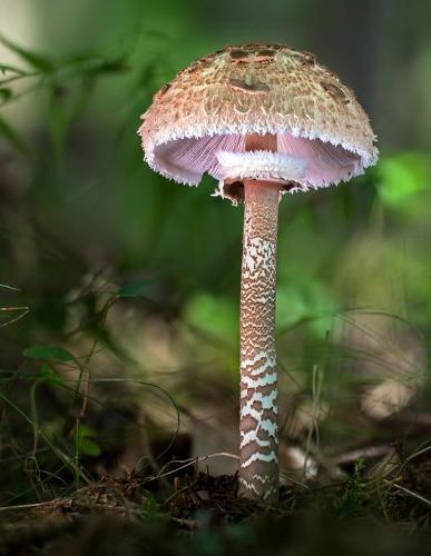 Notebook: parasol giant mushroom mushrooms fungi fungus