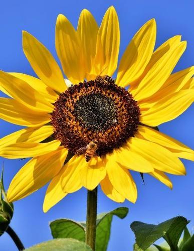 Notebook: sunflower flower blossom bloom yellow summer