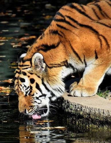 Notebook: tiger predator drink water thirst thirsty fur