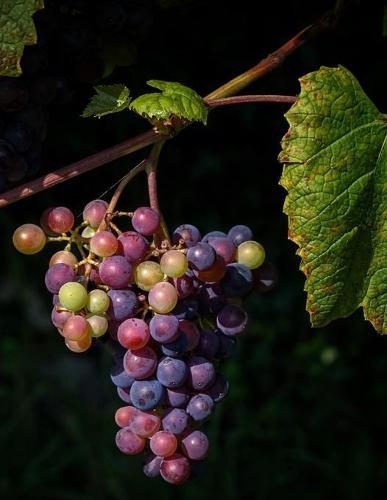 Notebook: grapes winegrowing vine fruit grapevine wine