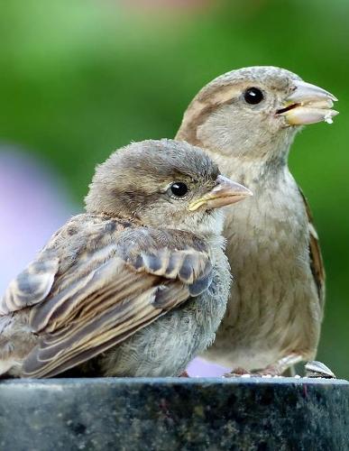 Notebook: animal bird sparrow sperling sparrows birds animals