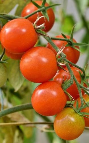 Notebook: tomatoes tomato bush gardening garden ripe vine growing